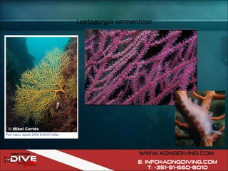 Leptogorgia sarmentosa 