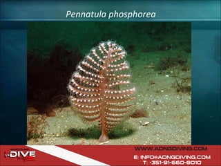 Pennatula phosphorea 