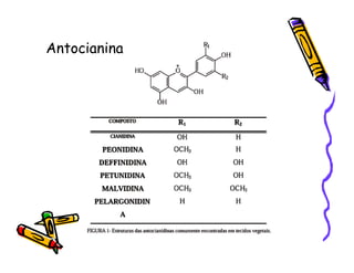 Antocianina
 