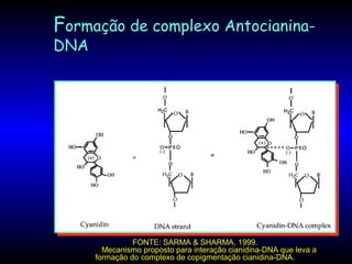 FFormação de complexo Antocianina-ormação de complexo Antocianina-
DNADNA
FONTE: SARMA & SHARMA, 1999.
Mecanismo proposto para interação cianidina-DNA que leva a
formação do complexo de copigmentação cianidina-DNA.
 