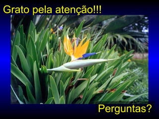 Grato pela atenção!!!Grato pela atenção!!!
Perguntas?
 