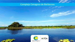 Complejo Cenagoso Barbacoas - YondóComplejo Cenagoso de Barbacoas
 