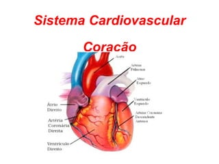 Sistema Cardiovascular Coração 