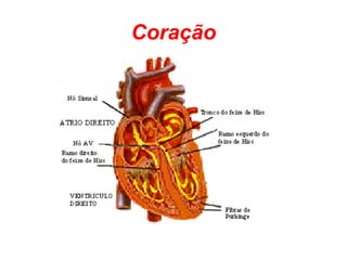 Coração 