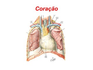 Coração 