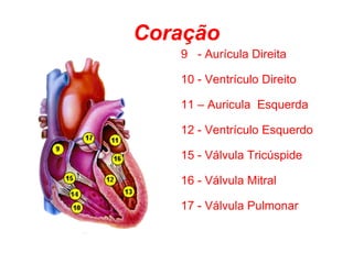 Coração 9   - Aurícula Direita  10 - Ventrículo Direito  11 – Auricula  Esquerda  12 - Ventrículo Esquerdo  15 - Válvula Tricúspide  16 - Válvula Mitral  17 - Válvula Pulmonar   