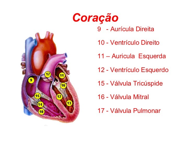cora-o