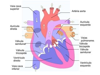 Veia cava superior Aurícula direita Válvula semilunar Válvula tricúspide Ventrículo direito Veia cava inferior Artéria aorta Aurícula esquerda Veias pulmonares Válvula semilunar Ventrículo esquerdo Válvula bicúspide 