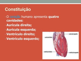 Constituição
• O coração humano apresenta quatro
  cavidades:
• Aurícula direita;
• Aurícula esquerda;
• Ventrículo direito;
• Ventrículo esquerdo;
 
