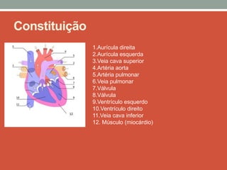 Constituição
               1.Aurícula direita
               2.Aurícula esquerda
               3.Veia cava superior
               4.Artéria aorta
               5.Artéria pulmonar
               6.Veia pulmonar
               7.Válvula
               8.Válvula
               9.Ventrículo esquerdo
               10.Ventrículo direito
               11.Veia cava inferior
               12. Músculo (miocárdio)
 