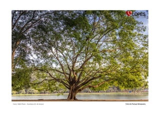 Fotos: AWA Photo – Aureliano W. do Amaral

Foto do Parque Ibirapuera

 