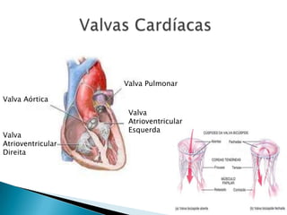 Valva Pulmonar
Valva Aórtica

Valva
Atrioventricular
Direita

Valva
Atrioventricular
Esquerda

 
