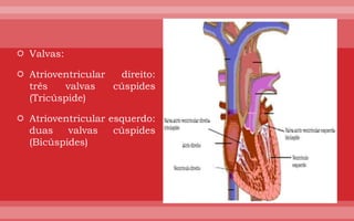  Valvas:

 Atrioventricular  direito:
  três   valvas    cúspides
  (Tricúspide)

 Atrioventricular esquerdo:
  duas    valvas    cúspides
  (Bicúspides)
 