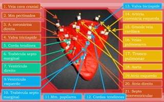 1. Veia cava cranial                                            13. Valva bicúspide

2. Mm pectinados                                                14. Artéria
                                                                coronária esquerda
3. A. coronárioa
                                                                15. Grande veia
direita
                                                                cardíaca
4. Valva tricúspide
                                                                16. Veias
5. Corda tendínea                                               pulmonares

6. Trabécula septo                                              17. Tronco
marginal                                                        pulmonar
7. Ventrículo                                                   18. Aorta
direito
                                                                19.Atrio esquerdo
9.Ventrículo
esquerdo                                                        20. Átrio direito
                                22.Valva da aorta
10. Trabécula septo                                             21. Septo
marginal               11.Mm. papilares    12. Cordas tendíneas interventricular
 