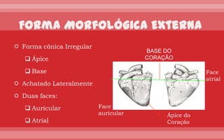  Forma cônica Irregular
                                       BASE DO
    Ápice                             CORAÇÃO
                                       (BOVINO)
    Base                                               Face
                                                        atrial
 Achatado Lateralmente
 Duas faces:
    Auricular             Face
                           auricular         Ápice do
    Atrial                                  Coração
 
