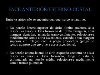 FACE ANTERIOR/ESTERNO-COSTAL
Entre os atrios não se encontra qualquer sulco separativo.

ø Na porção ântero-superior do átrio direito encontra-se a
  respectiva auricula. Esta formação de forma triangular, com
  margens dentadas, achatada transversalmente, relaciona-se
  medialmente com a aorta ascendente, estando a sua margem
  superior em relação com a prega pré-áortica (prega de
  tecido adiposo que envolve a aorta ascendente).

ø Na porção ântero-lateral do átrio esquerdo encontra-se a sua
  respectiva auricula. Esta formação, longa e estreita,
  estrangulada na porção média, relaciona-se medialmente
  com o tronco pulmonar.
 