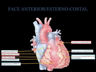 FACE ANTERIOR/ESTERNO-COSTAL
 