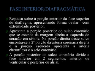 FASE INFERIOR/DIAFRAGMÁTICA
ø Repousa sobre a porção anterior da face superior
  do diafragma, apresentando forma ovalar com
  extremidade posterior.
ø Apresenta a porção posterior do sulco coronário
  que se estende da margem direita a esquerda do
  coração em sistole. Na porção direita deste sulco
  encontra-se a 2ª porção da artéria coronária direita
  e a porção esquerda apresenta a artéria
  circunflexa e o seio coronário.
ø A porção posterior do sulco coronário divide a
  face inferior em 2 segmentos: anterior ou
  ventricular e posterior ou atrial.
 