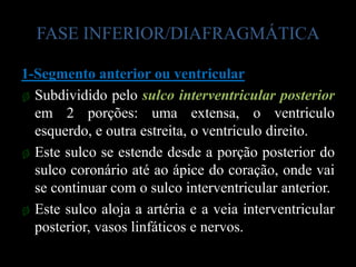 FASE INFERIOR/DIAFRAGMÁTICA

1-Segmento anterior ou ventricular
ø Subdividido pelo sulco interventricular posterior
  em 2 porções: uma extensa, o ventriculo
  esquerdo, e outra estreita, o ventriculo direito.
ø Este sulco se estende desde a porção posterior do
  sulco coronário até ao ápice do coração, onde vai
  se continuar com o sulco interventricular anterior.
ø Este sulco aloja a artéria e a veia interventricular
  posterior, vasos linfáticos e nervos.
 