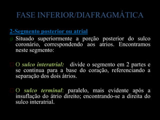 FASE INFERIOR/DIAFRAGMÁTICA
2-Segmento posterior ou atrial
ø Situado superiormente a porção posterior do sulco
  coronário, correspondendo aos atrios. Encontramos
  neste segmento:

ᴥO sulco interatrial: divide o segmento em 2 partes e
 se continua para a base do coração, referenciando a
 separação dos dois átrios.

ᴥO sulco terminal: paralelo, mais evidente após a
 insuflação do átrio direito; encontrando-se a direita do
 sulco interatrial.
 