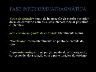 FASE INFERIOR/DIAFRAGMÁTICA
ᴥ Cruz do coração: ponto de intersecção da porção posterior
 do sulco coronário com os sulcos interventricular posterior
 e interatrial.

ᴥSeio coronário (ponto de entrada): lateralmente a cruz.

ᴥDiverticulo: infero-lateralmente ao ponto de entrada do
 seio.

ᴥImpressão esofágica: na porção media do átrio esquerdo,
 correspondendo a relação com a parte torácica do esófago.
 