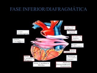 FASE INFERIOR/DIAFRAGMÁTICA
 
