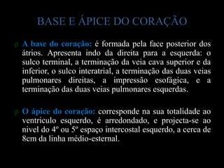 BASE E ÁPICE DO CORAÇÃO
ø A base do coração: é formada pela face posterior dos
  átrios. Apresenta indo da direita para a esquerda: o
  sulco terminal, a terminação da veia cava superior e da
  inferior, o sulco interatrial, a terminação das duas veias
  pulmonares direitas, a impressão esofágica, e a
  terminação das duas veias pulmonares esquerdas.

ø O ápice do coração: corresponde na sua totalidade ao
  ventriculo esquerdo, é arredondado, e projecta-se ao
  nivel do 4º ou 5º espaço intercostal esquerdo, a cerca de
  8cm da linha médio-esternal.
 