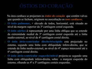 ÓSTIOS DO CORAÇÃO
    Na área cardiaca se projectam os óstios do coração que contêm valvas
    que quando se fecham, originam na auscultação os tons cardiacos.
ø   O óstio pulmonar, + elevado de todos, horizontal, está situado ao
    nivel da margem superior da 3ª cartilagem costal esquerda.
ø   O óstio aórtico é representado por uma linha obliqua que se estende
    da extremidade medial da 3ª cartilagem costal esquerda até a linha
    medio-esternal, ao nivel da 4ª cartilagem costal direita.
ø   O óstio átrio-ventricular direito/triscúpido esta projectado no
    esterno, segundo uma linha com obliquidade infero-direita, que se
    estende da linha medio-esternal, ao nivel do 4º espaço intercostal até a
    6ª cartilagem costal direita.
ø   O óstio átrio-ventricular esquerdo/mitral projecta-se segundo uma
    linha com obliquidade infero-direita, sobre a margem esquerda do
    esterno, olhando as 4ª e 5ª cartilagens costais esquerdas.
 