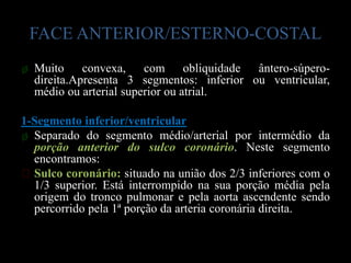 FACE ANTERIOR/ESTERNO-COSTAL
ø Muito convexa, com obliquidade ântero-súpero-
  direita.Apresenta 3 segmentos: inferior ou ventricular,
  médio ou arterial superior ou atrial.

1-Segmento inferior/ventricular
ø Separado do segmento médio/arterial por intermédio da
  porção anterior do sulco coronário. Neste segmento
  encontramos:
ᴥSulco coronário: situado na união dos 2/3 inferiores com o
  1/3 superior. Está interrompido na sua porção média pela
  origem do tronco pulmonar e pela aorta ascendente sendo
  percorrido pela 1ª porção da arteria coronária direita.
 