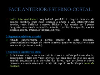 FACE ANTERIOR/ESTERNO-COSTAL
ᴥ Sulco interventricular: longitudinal, paralelo á margem esquerda do
  coração sistólico, onde estão situados a artéria e veia interventricular
  anterior, vasos linfáticos e nervos. Divide a face anterior em 2 partes
  desiguais: uma situada a esquerda, estreita, o ventriculo esquerdo; e outra
  situada a direita, extensa, o ventriculo direito.

2-Segmento médio ou arterial
ø Situado superiormente a porção anterior do sulco coronário,
   correspondendo a origem do tronco pulmonar (anterior esquerda) e a aorta
   ascendente (posterior direita).

3-Segmento superior ou atrial
ø Relaciona-se com a aorta ascendente e com a artéria pulmonar direita,
   constituindo o leito dos vasos arteriais. De cada lado do leito dos vasos
   arteriais encontram-se as auriculas dos átrios, que envolvem o tronco
   pulmonar e a aorta ascendente, sendo este aspecto conhecido por coroa do
   coração.
 