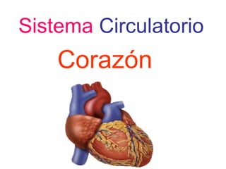 Sistema Circulatorio
    Corazón
 