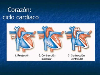 Corazón:  ciclo cardiaco 