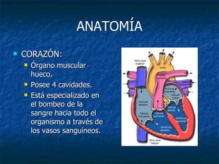 ANATOMÍA CORAZÓN:  Órgano muscular hueco. Posee 4 cavidades. Está especializado en  el bombeo de la sangre hacia todo el organismo a través de los vasos sanguíneos. 