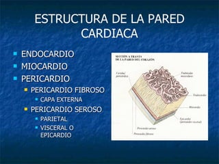 ESTRUCTURA DE LA PARED CARDIACA ENDOCARDIO MIOCARDIO PERICARDIO PERICARDIO FIBROSO CAPA EXTERNA PERICARDIO SEROSO PARIETAL VISCERAL O EPICARDIO 