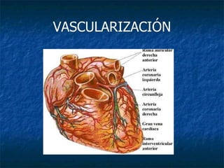 VASCULARIZACIÓN 