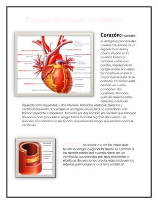 -775335-194945Órganos del sistema circulatorio.00Órganos del sistema circulatorio.<br />-32766011112500Corazón: El corazón es el órgano principal del sistema circulatorio. Es un órgano musculoso y cónico situado en la cavidad torácica. Funciona como una bomba, impulsando la sangre a todo el cuerpo. Su tamaño es un poco mayor que el puño de su portador. El corazón está dividido en cuatro cavidades: dos superiores, llamadas aurícula derecha (atrio derecho) y aurícula izquierda (atrio izquierdo), y dos inferiores, llamadas ventrículo derecho y ventrículo izquierdo.[1] El corazón es un órgano muscular auto controlado, una bomba aspirante e impelente, formado por dos bombas en paralelo que trabajan al unísono para propulsar la sangre hacia todos los órganos del cuerpo. Las aurículas son cámaras de recepción, que envían la sangre que reciben hacia el ventrículo.<br />-2514601206500Arterias: es cada uno de los vasos que llevan la sangre oxigenada desde el corazón a las demás partes del cuerpo. Nace de un ventrículo; sus paredes son muy resistentes y elásticas. Excepciones a esta regla incluyen las arterias pulmonares y la arteria umbilical.<br />15240-12827000Venas: es un vaso sanguíneo que conduce la sangre desde los capilares al corazón. Generalmente, las venas se caracterizan porque contienen sangre desoxigenada (que se re oxigena a su paso por los pulmones), y porque transportan dióxido de carbono y desechos metabólicos procedentes de los tejidos, en dirección de los órganos encargados de su eliminación (los pulmones, los riñones o el hígado). Sin embargo, hay venas que contienen sangre rica en oxígeno: éste es el caso de las venas pulmonares (dos izquierdas y dos derechas), que llevan sangre oxigenada desde los pulmones hasta las cavidades del lado izquierdo del corazón, para que éste la bombee al resto del cuerpo a través de la arteria aorta, y las venas umbilicales.<br />-1289054572000Capilares: Los capilares sanguíneos son los vasos sanguíneos de menor diámetro, están formados sólo por una capa de tejido, lo que permite el intercambio de sustancias entre la sangre y las sustancias que se encuentran alrededor de ella.<br />