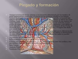    Aunque la formación de las cámaras ya se encuentra determinada por las familias de
    genes anteriormente nombradas, el corazón en sus primeros estadios es un tabique
    vertical. Se presenta en mamíferos cercano a los 21 días de desarrollo, en la parte más
    anterior del tabique se ubica el saco aórtico en la parte más posterior se ubican las venas
    vitelinas, luego de dos semanas el tubo cardíaco sufre una inversión de esta manera las
    venas vitelinas se ubican debajo del saco aórtico dando origen a las aurículas, el saco
    aórtico da origen a la aorta, las arterias coronarias y la arteria pulmonar y por último el
    tejido ubicado en el medio del tubo da origen a los ventrículos después de los 33 días de
    desarrollo las cuatro cámaras cardíacas se encuentran definidas y el órgano late desde
    este estadio hasta el desarrollo del adulto. (Linask, 2003)
   El origen del corazón y del resto del aparato circulatorio esta dado por la diferenciación
    del mesénquima producto de la hoja esplácnica del mesodermo lateral, la diferenciación
    de estas células mesenquimáticas da origen a hemangioblastos los cuales se pueden
    diferenciar en:
   angioblastos (forman los vasos sanguíneos)
   hemocitoblastos (forman las células sanguíneas)
   la forma mas primitiva del corazón es una estructura conocida como asa cardiaca, esta
    asa cardíaca consta de 4 partes en sentido caudo-craneal:
   Seno Venoso
   Aurícula Primitiva
   Ventrículo Primitivo
 
