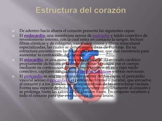    De adentro hacia afuera el corazón presenta las siguientes capas:
   El endocardio, una membrana serosa de endotelio y tejido conectivo de
    revestimiento interno, con la cual entra en contacto la sangre. Incluye
    fibras elásticas y de colágeno, vasos sanguíneos y fibras musculares
    especializadas, las cuales se denominan Fibras de Purkinje. En su
    estructura encontramos las trabéculas carnosas, que dan resistencia para
    aumentar la contracción del corazón.
   El miocardio, es una masa muscular contráctil. El músculo cardíaco
    propiamente dicho; encargado de impulsar la sangre por el cuerpo
    mediante su contracción. Encontramos también en esta capa tejido
    conectivo, capilares sanguíneos, capilares linfáticos y fibras nerviosas.
   El pericardio es una membrana fibroserosa de dos capas, el pericardio
    visceral seroso o epicardio y el pericardio fibroso o parietal, que envuelve
    al corazón y a los grandes vasos separándolos de las estructuras vecinas.
    Forma una especie de bolsa o saco que cubre completamente al corazón y
    se prolonga hasta las raíces de los grandes vasos. En conjunto recubren a
    todo el corazón para que este no tenga alguna lesión.
 