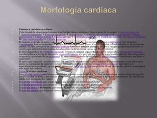   Cámaras o cavidades cardíacas
   Vista frontal de un corazón humano. Las flechas blancas indican el flujo normal de la sangre. 1. Aurícula derecha;
    2. Aurícula izquierda; 3. Vena cava superior; 4. Arteria aorta; 5. Arterias pulmonares, izquierda y derecha; 6.Venas
    pulmonares; 7. Válvula mitral; 8. Válvula aórtica; 9. Ventrículo izquierdo; 10. Ventrículo derecho; 11. Vena cava inferior;
    12. Válvula tricúspide; 13. Válvula pulmonar.
   El corazón se divide en cuatro cámaras o cavidades cardíacas, dos superiores atrios o aurículas y dos inferiores
    o ventrículos. Los atrios reciben la sangre del sistema venoso, pasan a los ventrículos y desde ahí salen a la circulación
    arterial. El atrio derecho y el ventrículo derecho forman el corazón derecho. Recibe la sangre que proviene de todo el
    cuerpo, que desemboca en el atrio derecho a través de las venas cavas, superior e inferior.
   El atrio izquierdo y el ventrículo izquierdo forman el corazón izquierdo. Recibe la sangre de la circulación pulmonar,
    que desemboca a través de las cuatro venas pulmonares a la porción superior de la aurícula izquierda. Esta sangre está
    oxigenada y proviene de los pulmones. El ventrículo izquierdo la envía por la arteria aortapara distribuirla por todo el
    organismo.
   El tejido que separa el corazón derecho del izquierdo se denomina septo o tabique. Funcionalmente, se divide en dos
    partes no separadas: la superior o tabique interauricular, y la inferior o tabique interventricular. Este último es
    especialmente importante, ya que por él discurre el fascículo de His, que permite llevar el impulso eléctrico a las partes
    más bajas del corazón.
   [editar]Válvulas cardíacas
   Las válvulas cardíacas son las estructuras que separan unas cavidades de otras, evitando que exista reflujo retrógrado.
    Están situadas en torno a los orificios atrioventriculares (o aurículo-ventriculares) y entre los ventrículos y las arterias de
    salida. Son las siguientes cuatro:
   La válvula tricúspide, que separa la aurícula derecha del ventrículo derecho.
   La válvula pulmonar, que separa el ventrículo derecho de la arteria pulmonar.
   La válvula mitral o bicúspide, que separa la aurícula izquierda del ventrículo izquierdo.
   La válvula aórtica, que separa el ventrículo izquierdo de la arteria aorta.
 