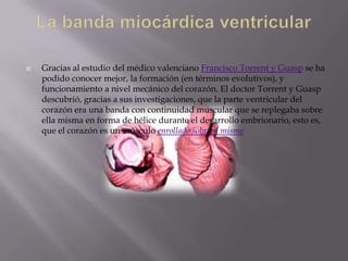    Gracias al estudio del médico valenciano Francisco Torrent y Guasp se ha
    podido conocer mejor, la formación (en términos evolutivos), y
    funcionamiento a nivel mecánico del corazón. El doctor Torrent y Guasp
    descubrió, gracias a sus investigaciones, que la parte ventricular del
    corazón era una banda con continuidad muscular que se replegaba sobre
    ella misma en forma de hélice durante el desarrollo embrionario, esto es,
    que el corazón es un músculo enrollado sobre si mismo
 