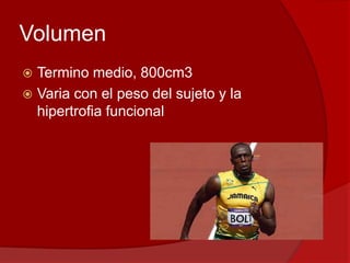 Volumen
 Termino medio, 800cm3
 Varia con el peso del sujeto y la
hipertrofia funcional
 