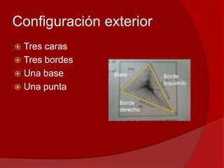 Configuración exterior
 Tres caras
 Tres bordes
 Una base
 Una punta
Base Borde
izquierdo
Borde
derecho
 