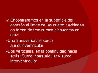  Encontraremos en la superficie del
corazón el limite de las cuatro cavidades
en forma de tres surcos dispuestos en
cruz:
-Uno transversal: el surco
auriculoventricular
-Dos verticales, en la continuidad hacia
atrás: Surco interauricular y surco
interventricular
 
