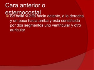 Cara anterior o
esternocostal Se halla vuelta hacia delante, a la derecha
y un poco hacia arriba y esta constituida
por dos segmentos uno ventricular y otro
auricular
 