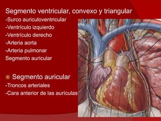 Segmento ventricular, convexo y triangular
-Surco auriculoventricular
-Ventrículo izquierdo
-Ventrículo derecho
-Arteria aorta
-Arteria pulmonar
Segmento auricular
 Segmento auricular
-Troncos arteriales
-Cara anterior de las aurículas
 