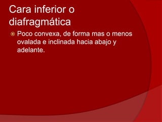 Cara inferior o
diafragmática
 Poco convexa, de forma mas o menos
ovalada e inclinada hacia abajo y
adelante.
 