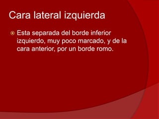 Cara lateral izquierda
 Esta separada del borde inferior
izquierdo, muy poco marcado, y de la
cara anterior, por un borde romo.
 
