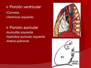  Porción ventricular
-Convexa
-Ventrículo izquierdo
 Porción auricular
-Auriculilla izquierda
-Apéndice auricular izquierdo
-Arteria pulmonar
 