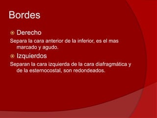 Bordes
 Derecho
Separa la cara anterior de la inferior, es el mas
marcado y agudo.
 Izquierdos
Separan la cara izquierda de la cara diafragmática y
de la esternocostal, son redondeados.
 