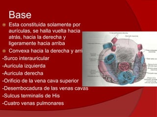 Base
 Esta constituida solamente por
aurículas, se halla vuelta hacia
atrás, hacia la derecha y
ligeramente hacia arriba
 Convexa hacia la derecha y arriba.
-Surco interauricular
-Auricula izquierda
-Auricula derecha
-Orificio de la vena cava superior
-Desembocadura de las venas cavas
-Sulcus terminalis de His
-Cuatro venas pulmonares
 